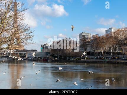 Flug von Möwen über die seine in Paris, Frankreich Stockfoto