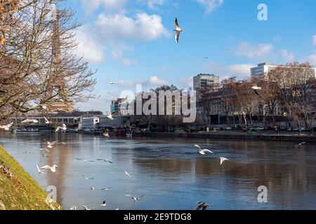 Flug von Möwen über die seine in Paris, Frankreich Stockfoto