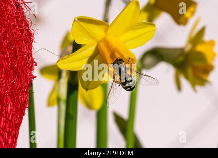 Auf einer Gruppe von Narzissen blüht eine Schwebefliege (syrphidae) Sonniger Frühlingstag mit unscharfem Bokeh-Hintergrund Stockfoto