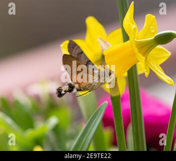 Hummingbird Hawk-Motte (Macroglossum stellatarum) Schmetterling im Flug zu einer Narzissen-Blüte mit verschwommener Blüte Bokeh-Hintergrund Stockfoto