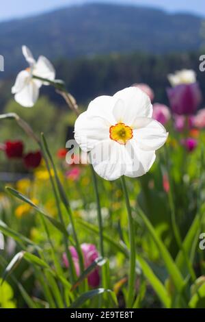 Buntes Frühlingsblumenbett an sonnigen Tagen in Südtirol; einzelne weiße Narzissen-Blüte mit schönem, unscharfem Bokeh-Hintergrund Stockfoto