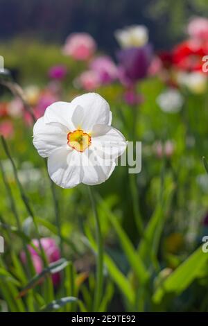 Buntes Frühlingsblumenbett an sonnigen Tagen in Südtirol; einzelne weiße Narzissen-Blüte mit schönem, unscharfem Bokeh-Hintergrund Stockfoto