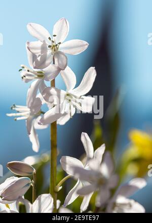 Makro einer Puschkinia-scilloides-Blüte mit verschwommenem Bokeh-Hintergrund; pestizidfreies Konzept für Umweltschutz, Biodiversität; Stockfoto