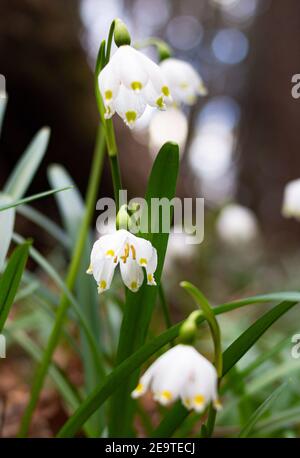 Künstlerisches Porträt von frühlingshaften Schneeflocken-Blüten (leucojum vernum), die im Frühfrühling im Frühlingstal in Kaltern, Südtirol, blühen Stockfoto