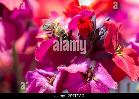 Makro einer Honigbiene, die Pollen auf einer Wandblume sammelt (erysimum cheiri) blüht im frühen Frühjahr mit verschwommenem Bokeh Hintergrund Stockfoto