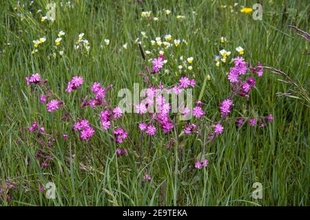 Rote Meisterin (silene dioica) blüht auf der alpinen Bergwiese in Matsch, Mals, Südtirol (Südtirol), Italien, Europa Stockfoto