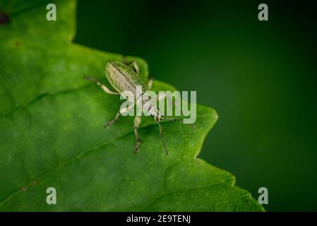 Käfer sitzt auf einem grünen Blatt in einem bayerischen Wald/Baum, Deutschland (Makroaufnahme) Stockfoto
