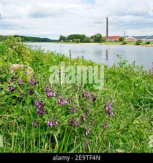 Renkum Niederlande - 15. Mai 2020 - Rhein in der Nähe Renkum Stockfoto