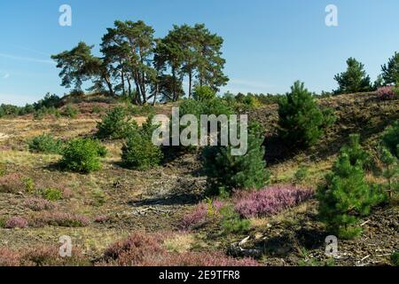 Kootwijk Niederlande - 18 September 2020 - Sanddünen in Naturschutzgebiet Kootwijkerzand in den Niederlanden Stockfoto