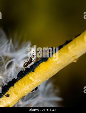 Ameisen/Ameisen melken einige Blattläuse auf einer grünen Pflanze/Blume in einem deutscher Wald - Makroaufnahme Stockfoto