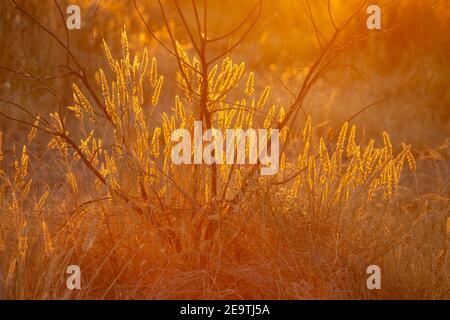 Getrocknete Blüten im Sonnenlicht Stockfoto