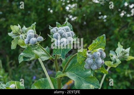 Arctium lappa wird gemeinhin als größere Klette bezeichnet. Dornige Klette. Stockfoto