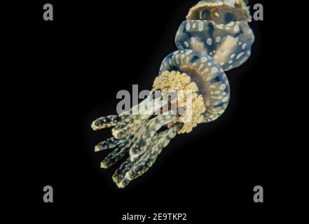 Gefleckte Lagunenqualle oder goldene medusa, Mastigias papua, direkt unter der Oberfläche in der Nacht in einer Lagune, Palau, Mikronesien. Stockfoto
