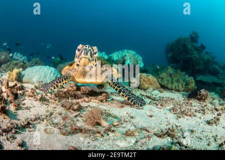 Eine vom Aussterben bedrohte Karettschildkröte, Eretmochelys imbricata, ruhen auf einem Riff auf den Philippinen, Pazifischer Ozean. Stockfoto