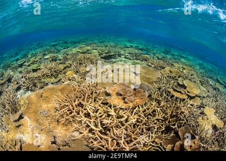 Eine Flachwasser-Riffszene mit einer Reihe von Hartkorallen, die in extrem flachem Wasser auf einem Plateau im offenen Ozean, Fidschi, wachsen. Stockfoto