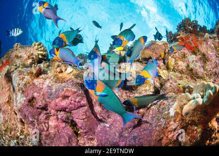 Der Sattel-Lippfisch Thalassoma Duperrey ist endemisch und die am häufigsten von dieser Familie in Hawaii. Stockfoto