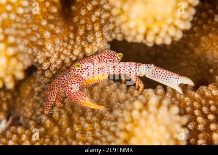 Rot gefleckte Wachkrabbe, Trapezia tigrina, mit Eiern, in Geweih Koralle, Pocillopora eydouxi, Insel Yap, (Südpazifik), Mikronesien. Stockfoto