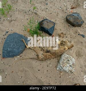 Ewijk Niederlande - 3 Juli 2020 - Totes Fuchs in Überschwemmungsgebiete (uiterwaarden) des Flusses Waal in der Nähe von Ewijk in der Niederlande Stockfoto