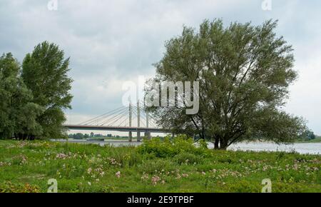 Ewijk Niederlande - 3. Juli 2020 - Hochwassergebiete (uiterwaarden) Des Flusses Waal bei Ewijk in den Niederlanden Stockfoto