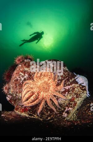 Ein Taucher (MR), Sonnenblumenseastare, Pycnopodia helianthoides und Seeigel unter Wasser, British Columbia, Kanada. Dies ist die größte Art von Seesternen Stockfoto