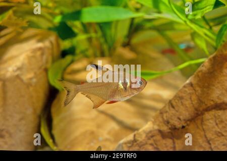 Der flammensalmler (Hyphessobrycon flammeus), auch als rotsalmler oder Rio-tetra bekannt, ist ein kleiner Süßwasserfisch der Salmlerfamilie Characidae. Stockfoto