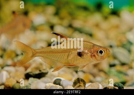 Der flammensalmler (Hyphessobrycon flammeus), auch als rotsalmler oder Rio-tetra bekannt, ist ein kleiner Süßwasserfisch der Salmlerfamilie Characidae. Stockfoto