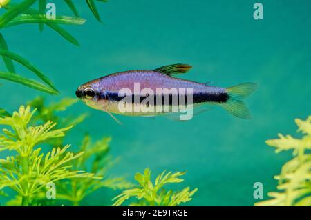 Nematobrycon palmeri, allgemein bekannt als der kaisersalmler, ist eine Art von Salmlerfisch, der in den Flussbecken von Atrato und San Juan im westlichen Colo gefunden wird Stockfoto