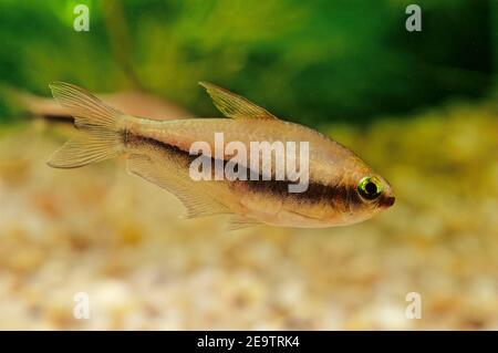 Nematobrycon palmeri, allgemein bekannt als der kaisersalmler, ist eine Art von Salmlerfisch, der in den Flussbecken von Atrato und San Juan im westlichen Colo gefunden wird Stockfoto