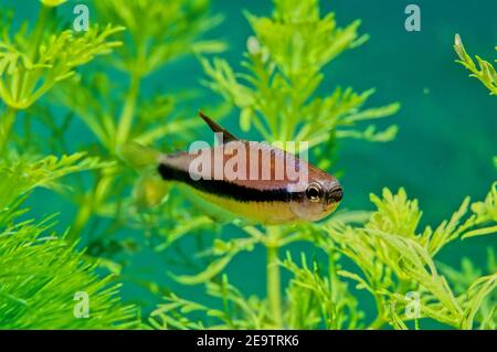 Nematobrycon palmeri, allgemein bekannt als der kaisersalmler, ist eine Art von Salmlerfisch, der in den Flussbecken von Atrato und San Juan im westlichen Colo gefunden wird Stockfoto