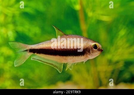 Nematobrycon palmeri, allgemein bekannt als der kaisersalmler, ist eine Art von Salmlerfisch, der in den Flussbecken von Atrato und San Juan im westlichen Colo gefunden wird Stockfoto