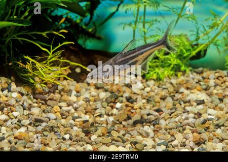 Der irisierende Hai (Pangasianodon hypophthalmus) ist eine in den Flüssen Südostasiens heimische Haiwelse (Familie Pangasiidae). Stockfoto