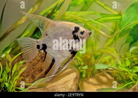 Pterophyllum altum, auch als Altum-Engelfisch, Deep-Engelfisch oder Orinoco-Engelfisch bezeichnet Stockfoto