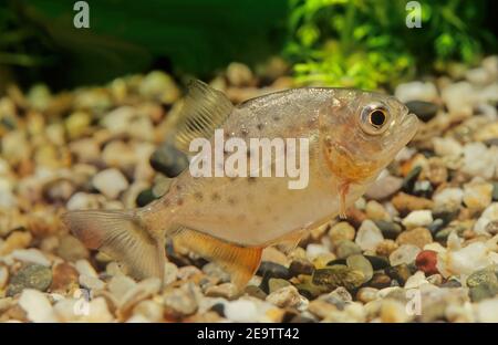 Der rotbauchige Piranha, auch bekannt als der rote Piranha (Pygocentrus nattereri), ist eine in Südamerika heimische Piranha-Art, die im Amazonas gefunden wird, Stockfoto