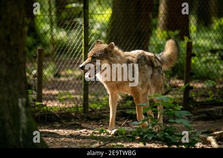 Eurasischer Wolf, Canis lupus, alpha männlich in einem frühlingseuropäischen Wald (der Wolf - ein vom Aussterben bedrohte Raubtier in seinem Biotop) Stockfoto