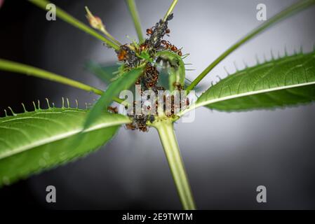 Ameisen melken einige Blattläuse auf einer grünen Pflanze in einem deutschen Wald - Makroaufnahme (Ameise Pflege für Blattläuse, Symbiose von Insekten in ihrem natürlichen Lebensraum Stockfoto
