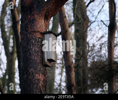 Fledermaus-Roopsting-Box in Tannenwald installiert. VEREINIGTES KÖNIGREICH. Stockfoto