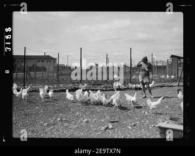 Nahalal. Girls' landwirtschaftliche Ausbildung Schule. Geflügel Yards Stockfoto