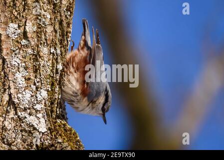 Selektiver Fokus für Foto. Eurasischer Nuthatch-Vogel auf Baumstamm. Stockfoto