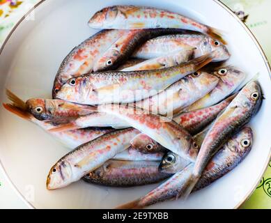 Frisch gefangener Fisch auf einem weißen Gericht. Roter Meerbarsch. Stockfoto