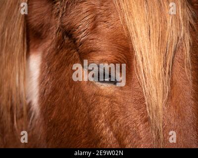 Nahaufnahme des Auges und des Randes eines Pieblatstutenponys. Stockfoto