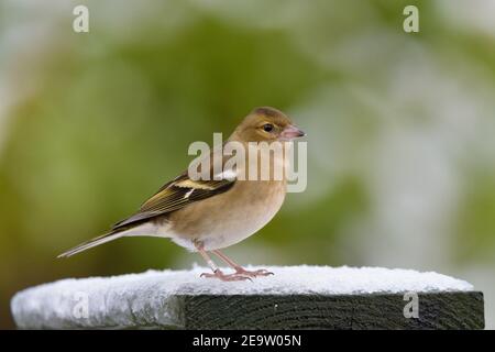 Weibliche Chaffinch auf Frozen Bird Tisch nach rechts Stockfoto