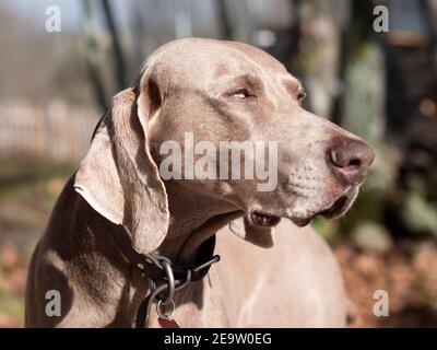 Weimaraner Hund schaut stolz und Wald im Hintergrund. Stockfoto