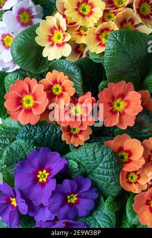 Nahaufnahme der hübschen bicolor Primrose / Primula vulgaris 'Ringo Star' blüht im Frühjahr, Großbritannien Stockfoto