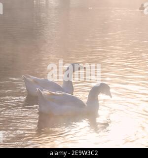 Zwei Gänse schwimmen in einem Teich während eines nebligen goldenen Morgen, Monza, Italien Stockfoto