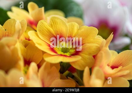 Nahaufnahme der hübschen bicolor Primrose / Primula vulgaris 'Ringo Star' blüht im Frühjahr, Großbritannien Stockfoto