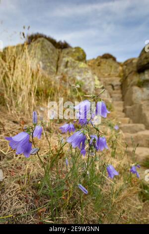 Harebells (Campanula rotundifolia) in Peel Gap, Hadrian's Wall, Northumberland, Großbritannien Stockfoto