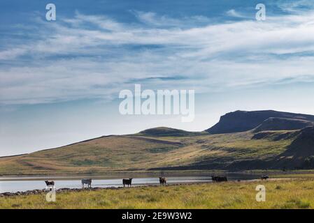 Rinder an einem heißen Tag, entspannen in Broomlee Lough mit Sewingshields Crags Beyond, Hadrian's Wall, Northumberland, Großbritannien Stockfoto