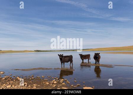 Rinder an einem heißen Tag, entspannen in Broomlee Lough, Hadrian's Wall, Northumberland, Großbritannien Stockfoto