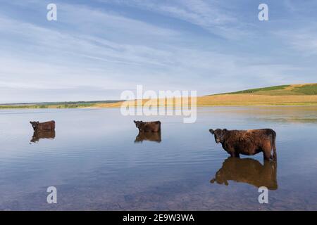 Rinder an einem heißen Tag, entspannen in Broomlee Lough, Hadrian's Wall, Northumberland, Großbritannien Stockfoto