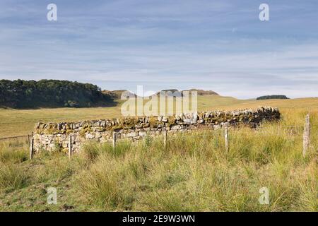 Ein Schafstall auf Ridley Common, in der Nähe von Broomlee Lough und Housesteads, Hadrian's Wall, Northumberland, Großbritannien Stockfoto